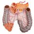 Tors anatomic uman, 16 componente