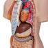 Tors anatomic uman, 16 componente