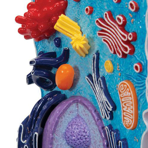 Model celula animala 7