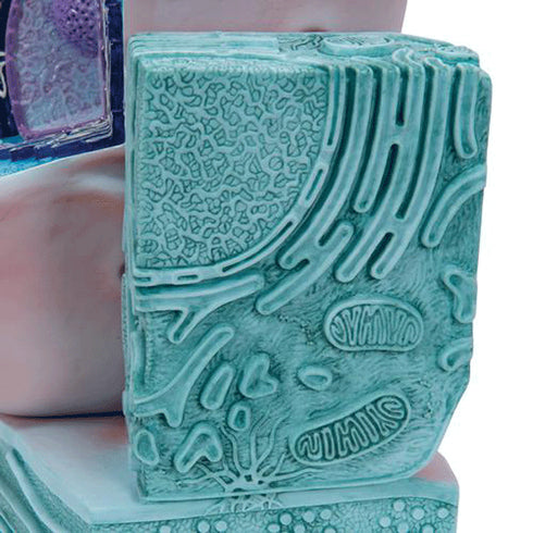 Model celula animala 8