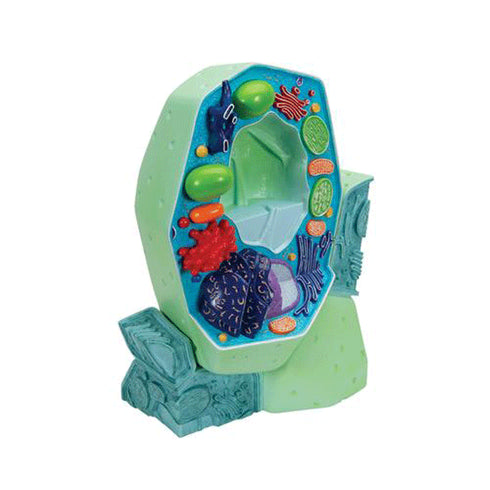 Model celula vegetala 2