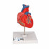 Model anatomic inima umana, 2 componente