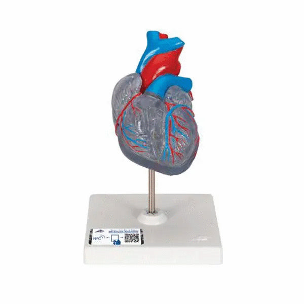Model clasic de inima umana cu sistem de conducere, 2 componente