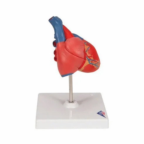 Model anatomic inima umana, 2 componente