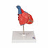 Model anatomic inima umana, 2 componente