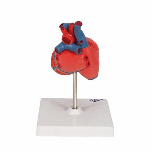 Model anatomic inima umana, 2 componente