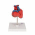 Model anatomic inima umana, 2 componente