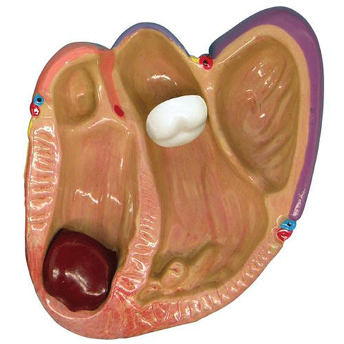 Set 3 mini modele inima umana by 3B Scientific