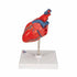 Model anatomic inima umana, 2 componente