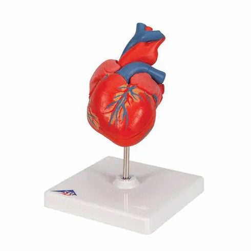 Model anatomic inima umana, 2 componente