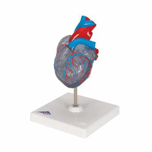 Model clasic de inima umana cu sistem de conducere, 2 componente