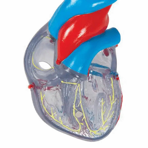 Model clasic de inima umana cu sistem de conducere, 2 componente