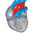 Model clasic de inima umana cu sistem de conducere, 2 componente