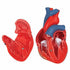 Model anatomic inima umana, 2 componente