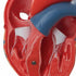 Model anatomic inima umana, 2 componente