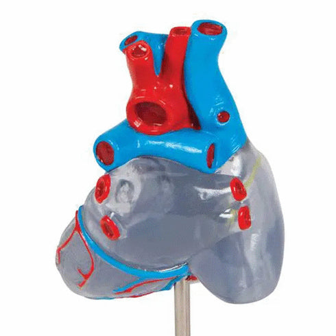 Model clasic de inima umana cu sistem de conducere, 2 componente