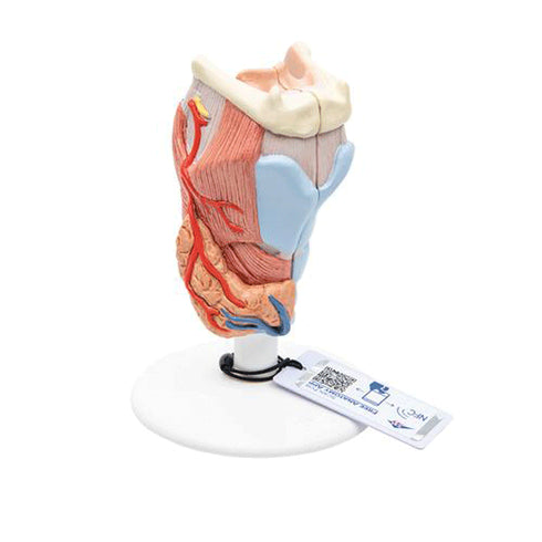 Model anatomic laringe uman, 2 componente