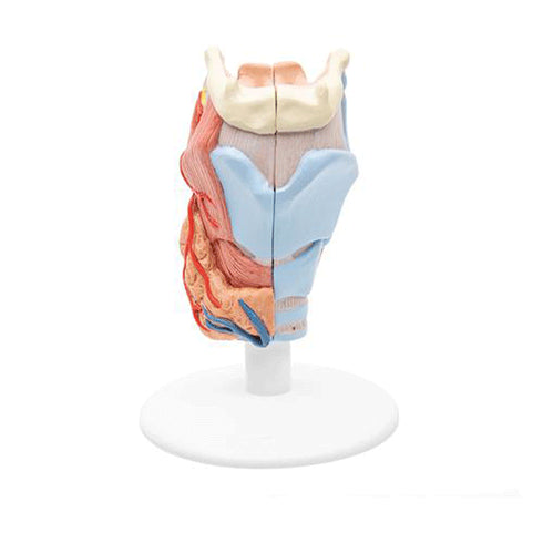Model anatomic laringe uman, 2 componente 2