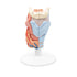 Model anatomic laringe uman, 2 componente 2