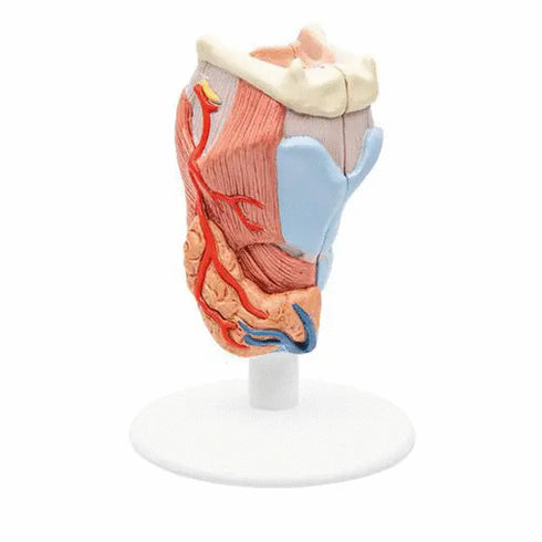 Model anatomic laringe uman, 2 componente