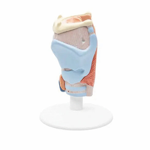 Model anatomic laringe uman, 2 componente