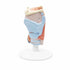 Model anatomic laringe uman, 2 componente