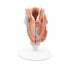 Model anatomic laringe uman, 2 componente5
