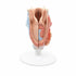 Model anatomic laringe uman, 2 componente