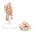 Model anatomic laringe uman, 2 componente