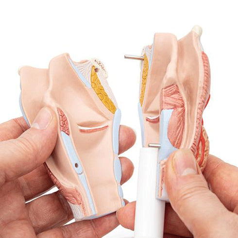 Model anatomic laringe uman, 2 componente 7