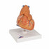Model anatomic inima umana si glanda timus, 3 componente