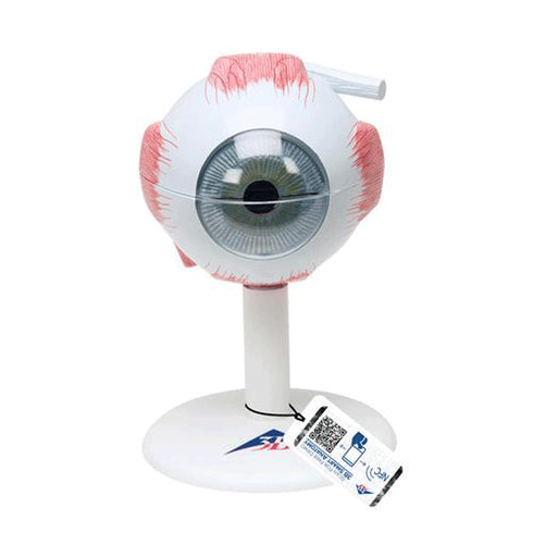 Model ochi uman, de 3 ori marimea naturala, 6 componente