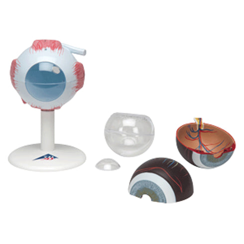 Model ochi uman, de 3 ori marimea naturala, 6 componente 5