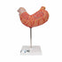 Model anatomic stomac uman, 2 componente