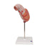 Model anatomic stomac uman, 2 componente 3