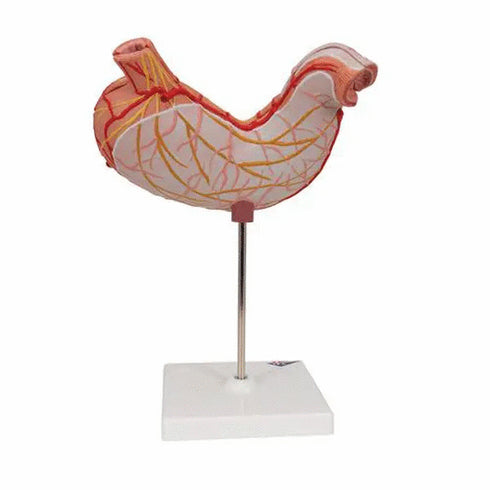 Model anatomic stomac uman, 2 componente