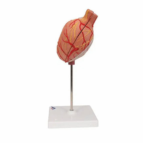 Model anatomic stomac uman, 2 componente