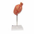 Model anatomic stomac uman, 2 componente