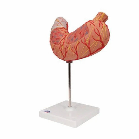 Model anatomic stomac uman, 2 componente