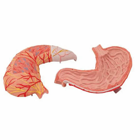 Model anatomic stomac uman, 2 componente