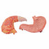Model anatomic stomac uman, 2 componente