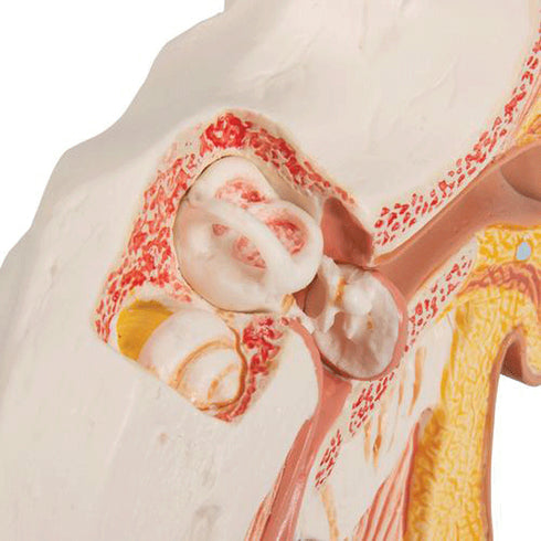 Model ureche umana, de 1.5 ori marimea naturala 8