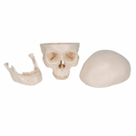 Craniu anatomic uman, 3 componente