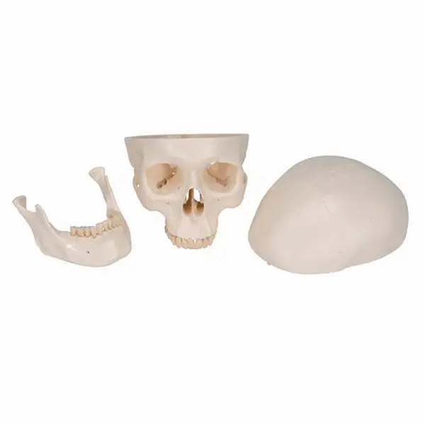 Craniu anatomic uman, 3 componente