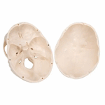 Craniu anatomic uman, 3 componente