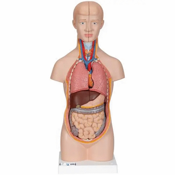 Mini tors anatomic uman, 12 componente