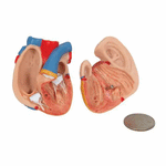 Mini tors anatomic uman, 12 componente