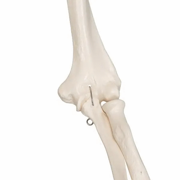 Schelet anatomic uman, model Stan, cu suport mobil