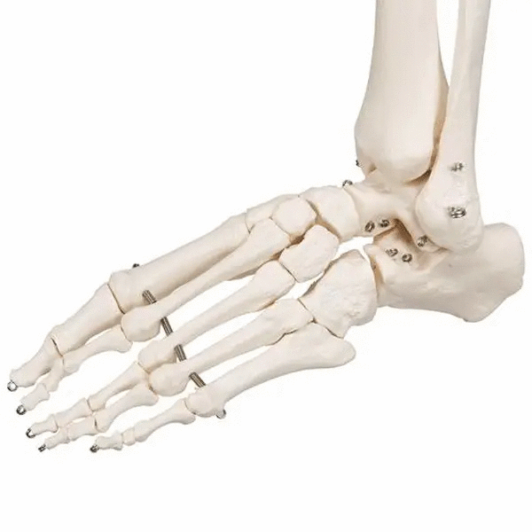 Schelet anatomic uman, model Stan, cu suport mobil