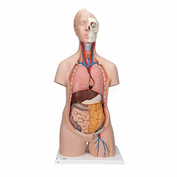 Tors anatomic uman, 12 componente